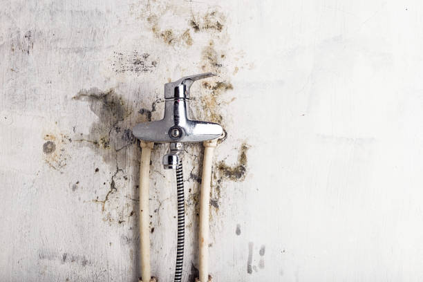 Best Black Mold Remediation in Vista Santa Rosa, CA