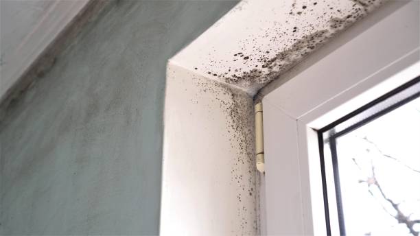 Best Insurance-Related Mold Remediation in Vista Santa Rosa, CA