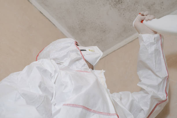 Best DIY Mold Remediation Support Services in Vista Santa Rosa, CA