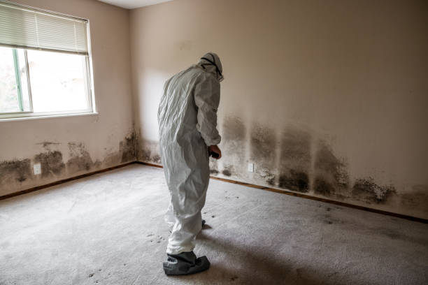 Best Attic Mold Remediation in Vista Santa Rosa, CA